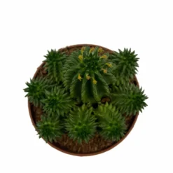Euphorbia Suzannae Cactus Y Suculentas