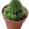 Euphorbia Suzannae Planta Suculenta Natural Ø8