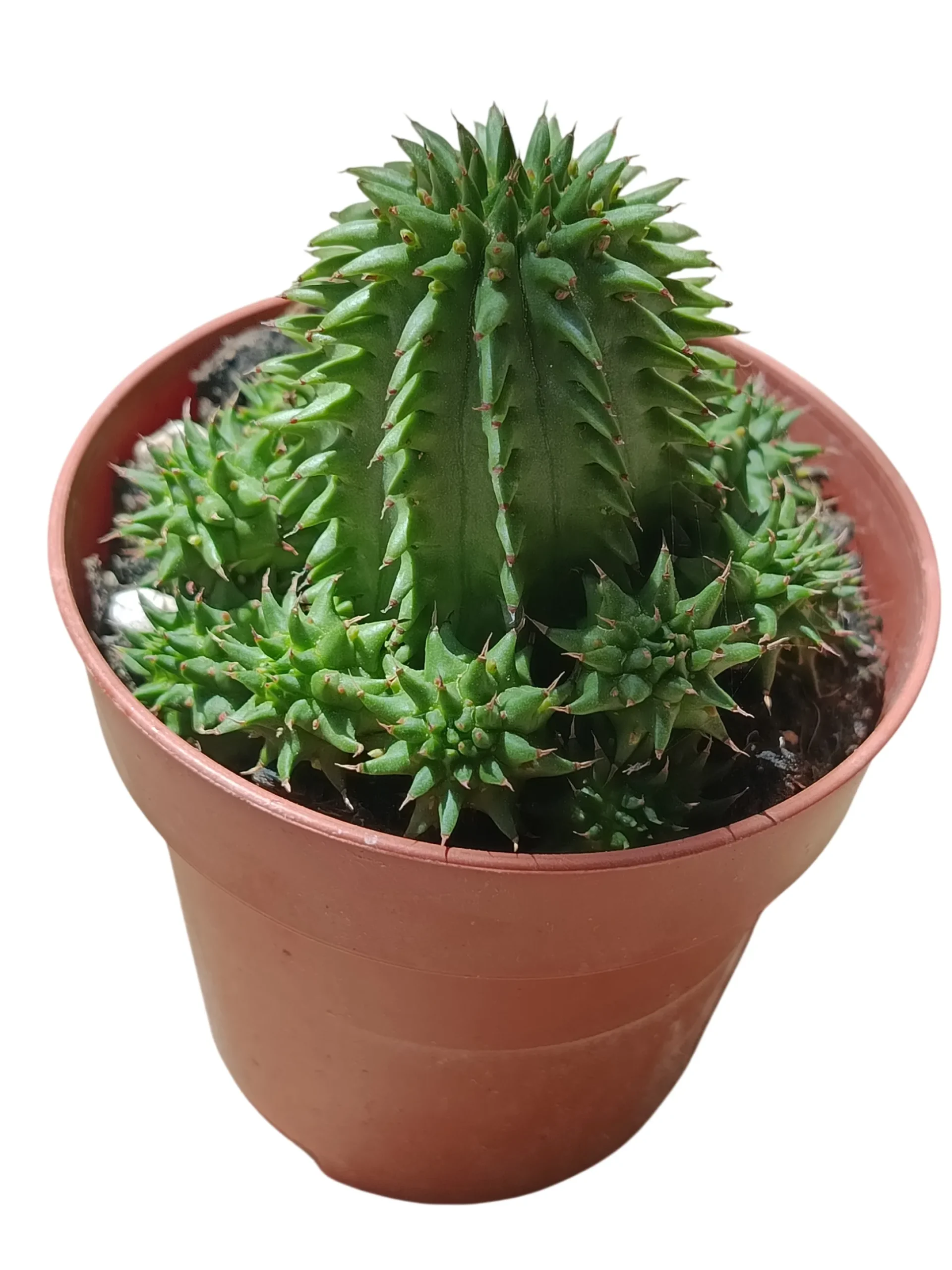 Euphorbia Suzannae Planta Suculenta Natural Ø8