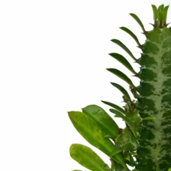 Euphorbia Trigona Cactus Y Suculentas M8,5 cm Ø