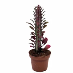 Euphorbia Trigona Rubra Cactus Y Suculentas M8,5 cm Ø