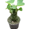 Euporbia Ritchei Ø6 Planta Suculenta Natural