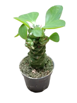 Euporbia Ritchei Ø6 Planta Suculenta Natural