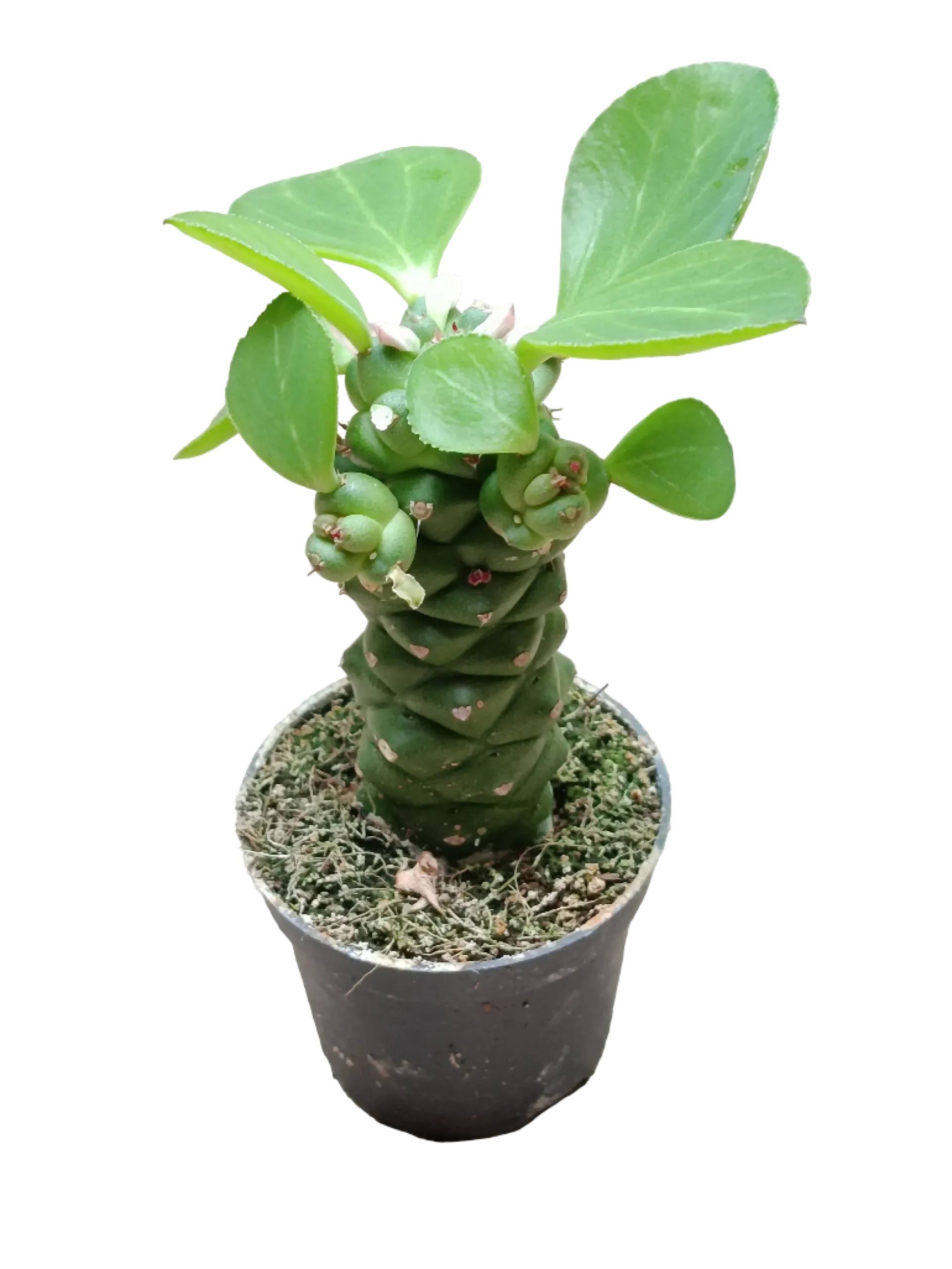 Euporbia Ritchei Ø6 Planta Suculenta Natural