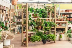 Expositor De Madera Para Plantas Colgantes Pothus Hortalia