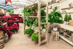 Expositor De Madera Para Plantas Colgantes Pothus Hortalia