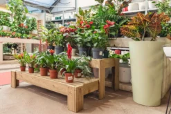 Expositor Escalera De Madera Podium Hortalia
