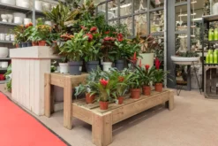 Expositor Escalera De Madera Podium Hortalia