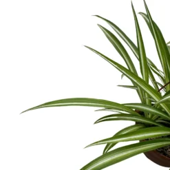 Falangio O Cinta Planta De Interior Y Exterior (rhoeo Spp.)