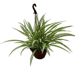 Falangio O Cinta Planta De Interior Y Exterior (rhoeo Spp.)