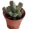 Faucaria Sp Planta Suculenta Natural Ø5