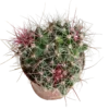 Ferocactus Stanesii Cactus Planta Natural Ø5
