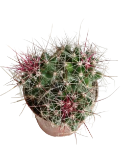 Ferocactus Stanesii Cactus Planta Natural Ø5