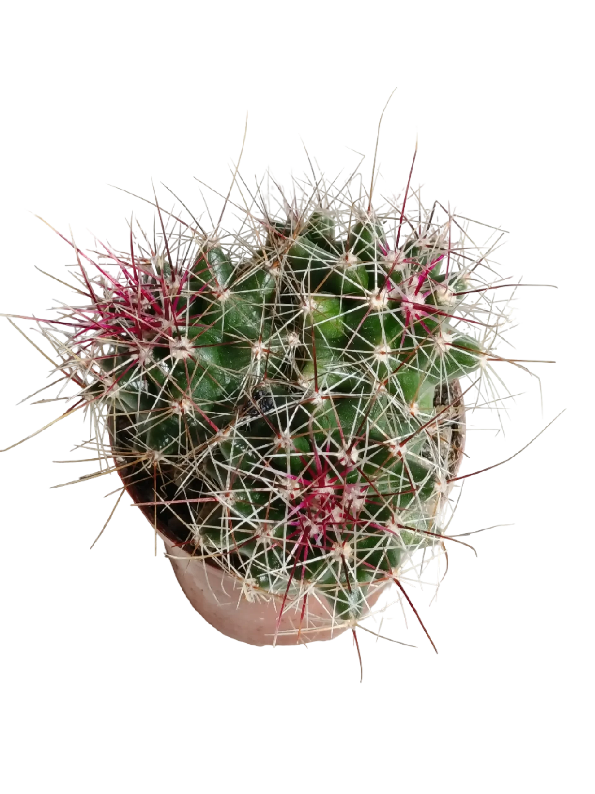 Ferocactus Stanesii Cactus Planta Natural Ø5