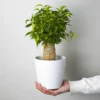 Ficus Benjamina | Altura 30cm - Diámetro 12cm