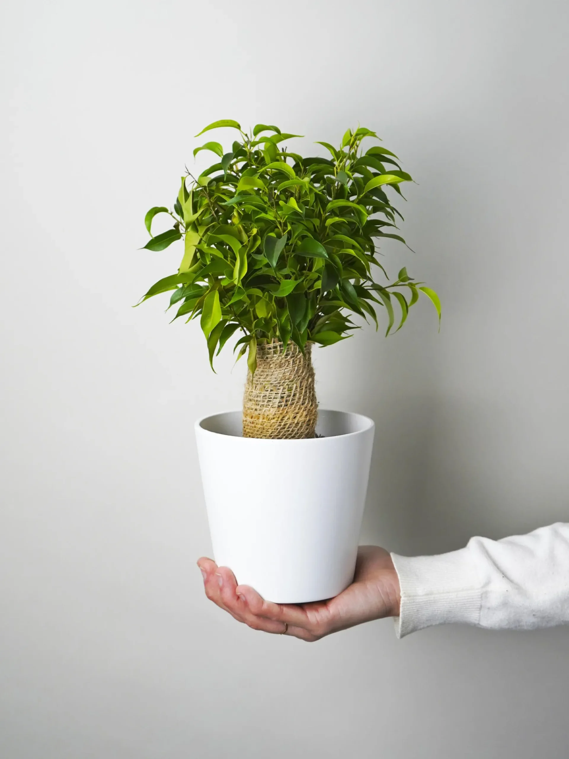 Ficus Benjamina | Altura 30cm - Diámetro 12cm