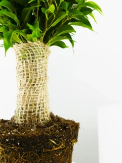 Ficus Benjamina | Altura 30cm - Diámetro 12cm