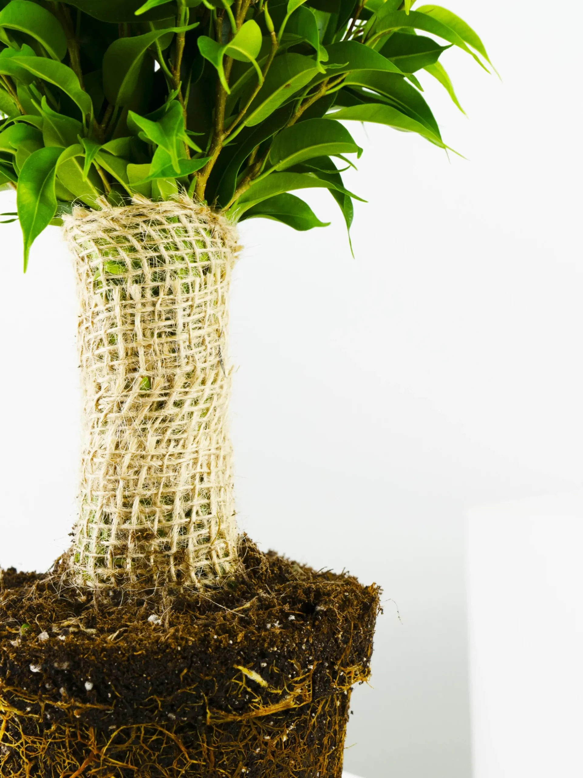 Ficus Benjamina | Altura 30cm - Diámetro 12cm