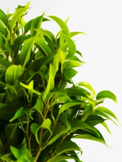 Ficus Benjamina | Altura 30cm - Diámetro 12cm