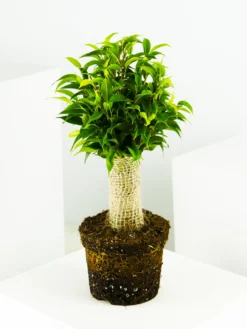 Ficus Benjamina | Altura 30cm - Diámetro 12cm