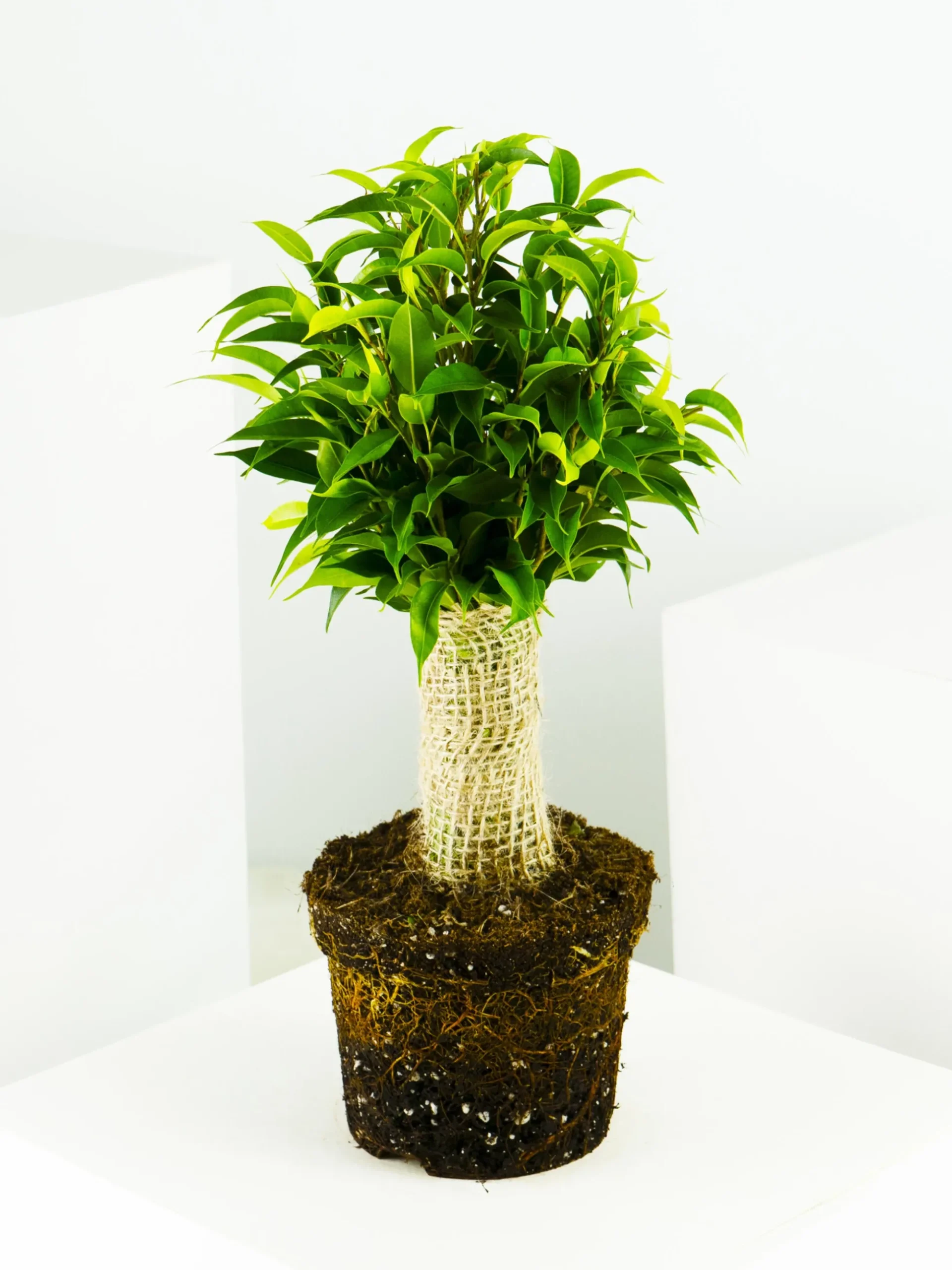 Ficus Benjamina | Altura 30cm - Diámetro 12cm