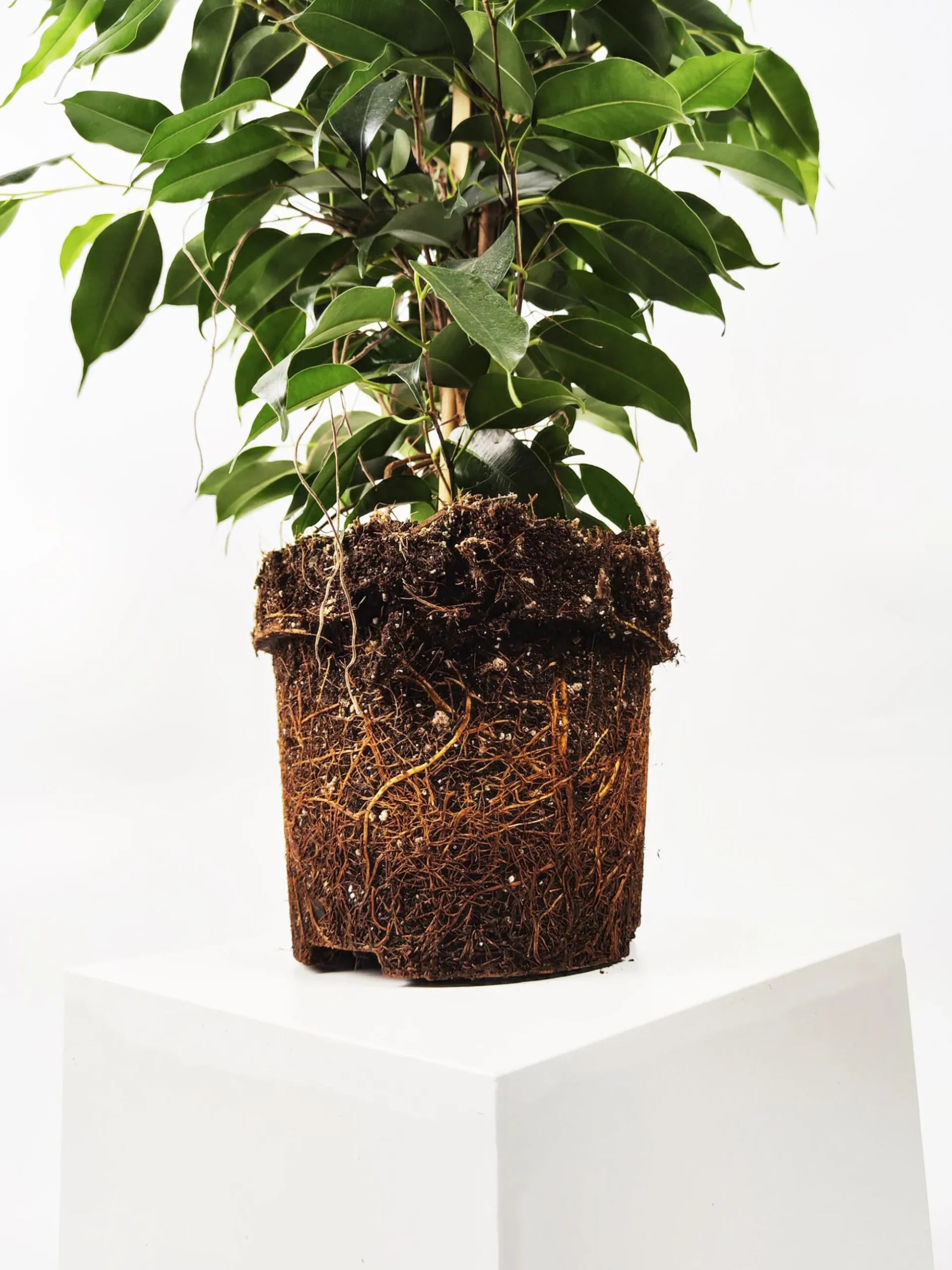 Ficus Benjamina Danielle | Altura 120cm - Diámetro 21cm