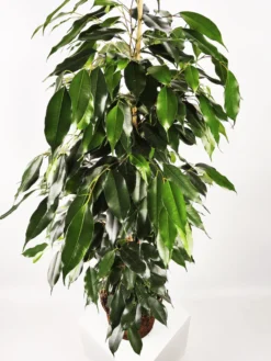 Ficus Benjamina Danielle | Altura 120cm - Diámetro 21cm