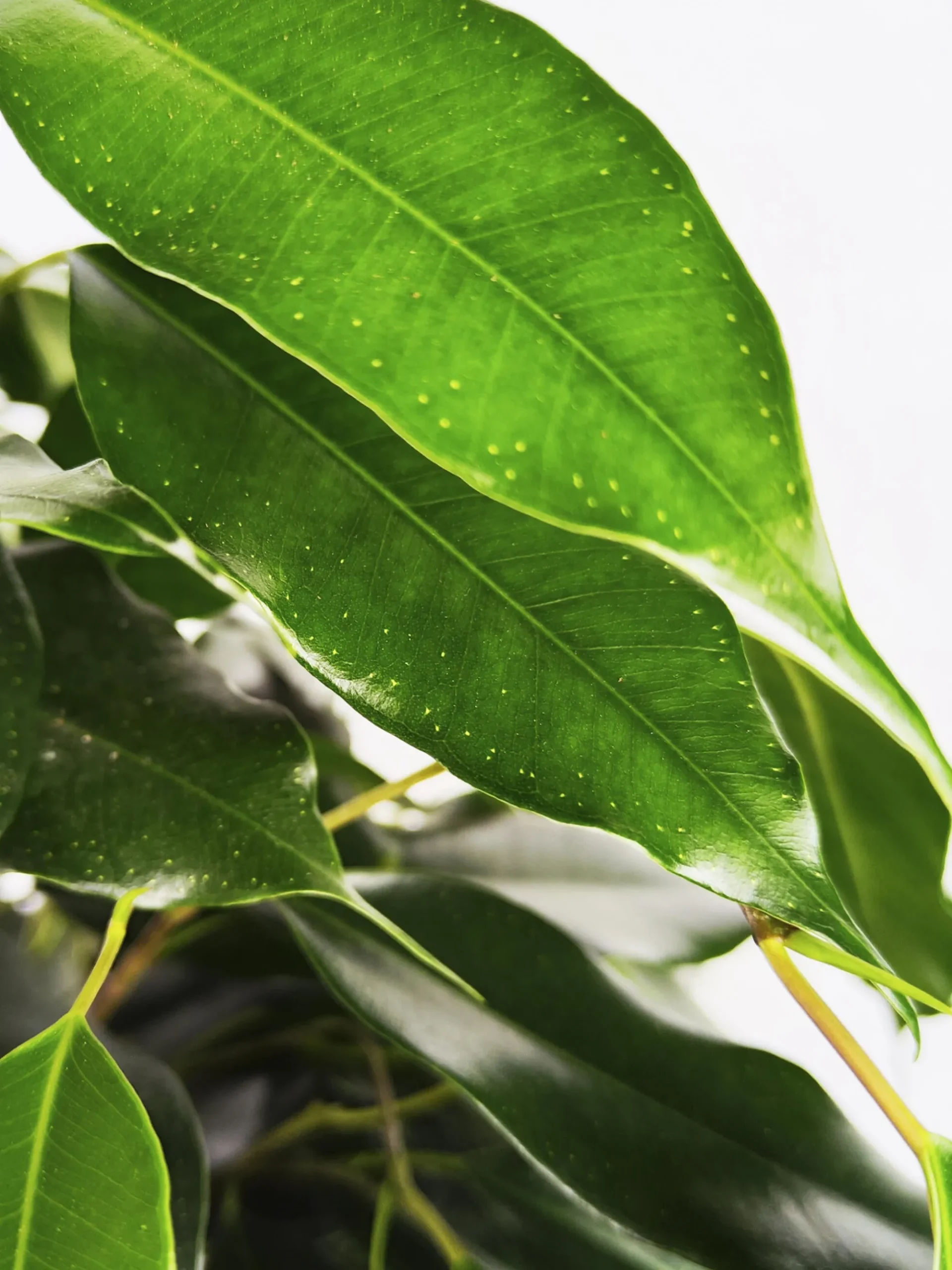 Ficus Benjamina Danielle | Altura 120cm - Diámetro 21cm