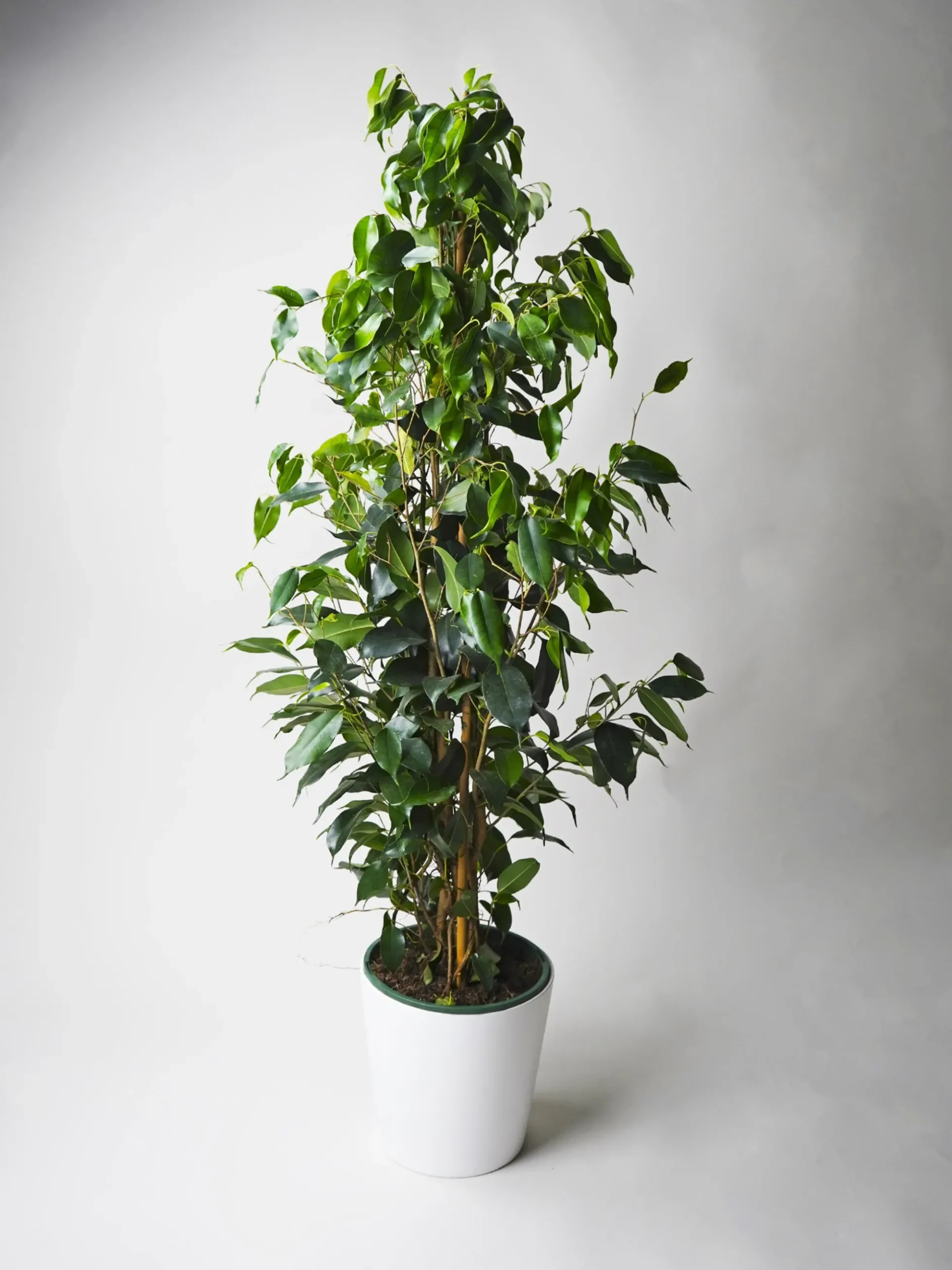 Ficus Benjamina Danielle | Altura 120cm - Diámetro 21cm