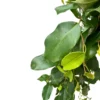 Ficus Danielle