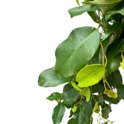 Ficus Danielle