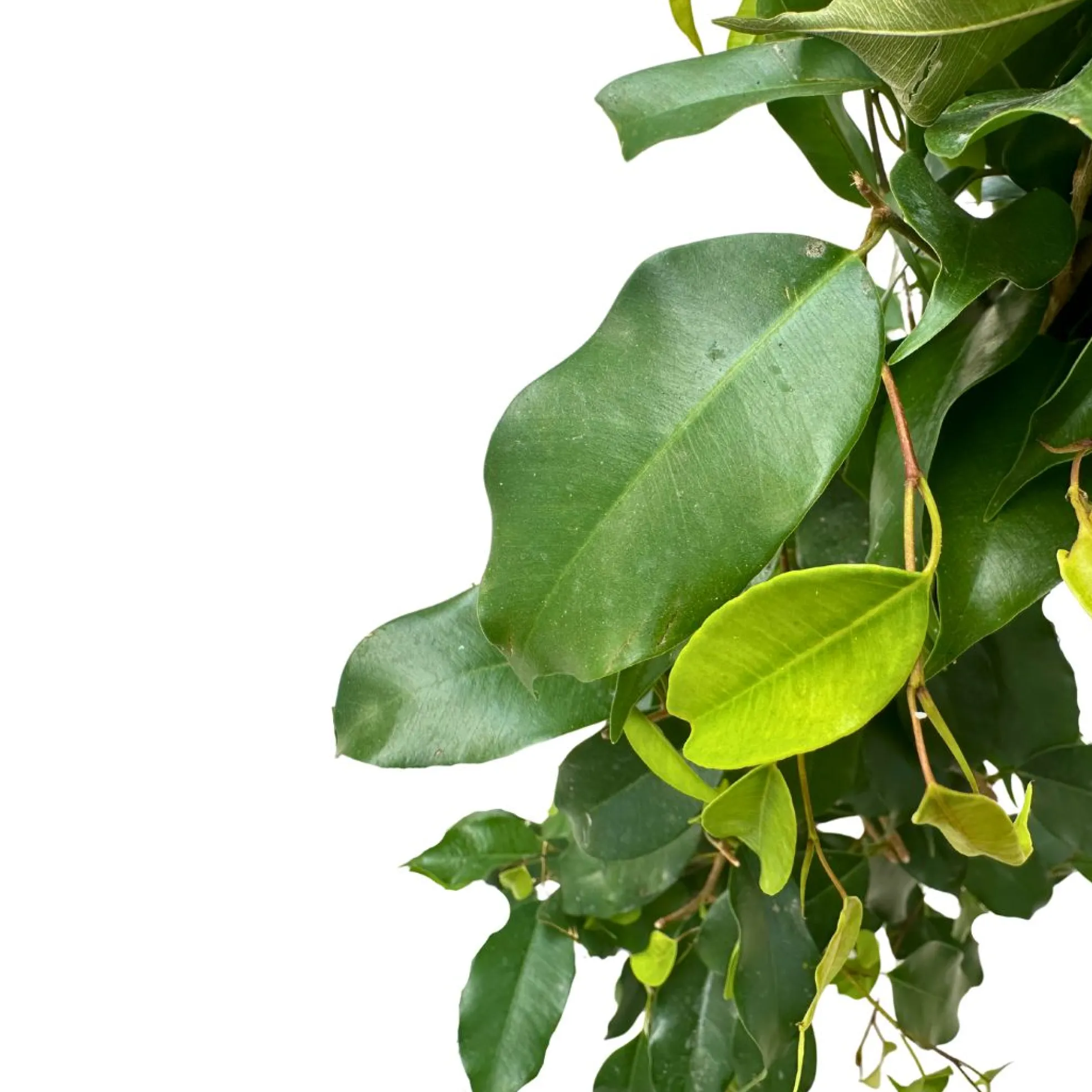 Ficus Danielle