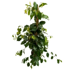 Ficus Danielle