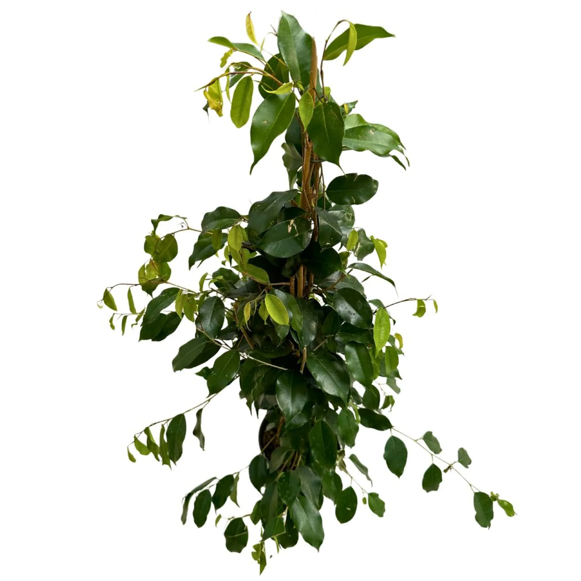 Ficus Danielle