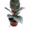 Ficus De Interior Belize Rojo Planta Muy Dura