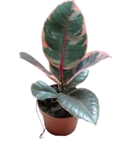 Ficus De Interior Belize Rojo Planta Muy Dura