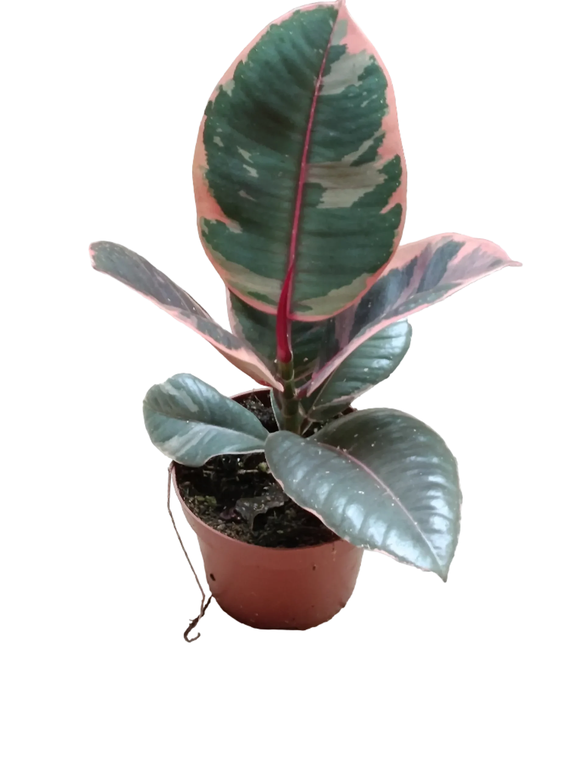 Ficus De Interior Belize Rojo Planta Muy Dura