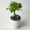 Ficus Ginseng Microcarpa | Altura 35cm - Diámetro 12cm