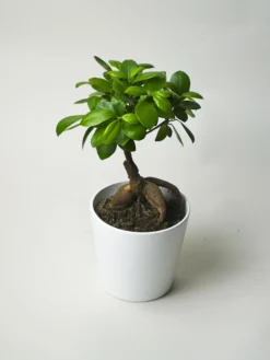 Ficus Ginseng Microcarpa | Altura 35cm - Diámetro 12cm