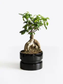 Ficus Ginseng Microcarpa | Altura 35cm - Diámetro 12cm