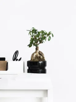 Ficus Ginseng Microcarpa | Altura 35cm - Diámetro 12cm
