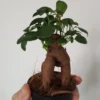 Ficus Ginseng Surtido Planta Bonsai Terrario Interior Ø6