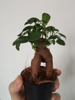 Ficus Ginseng Surtido Planta Bonsai Terrario Interior Ø6