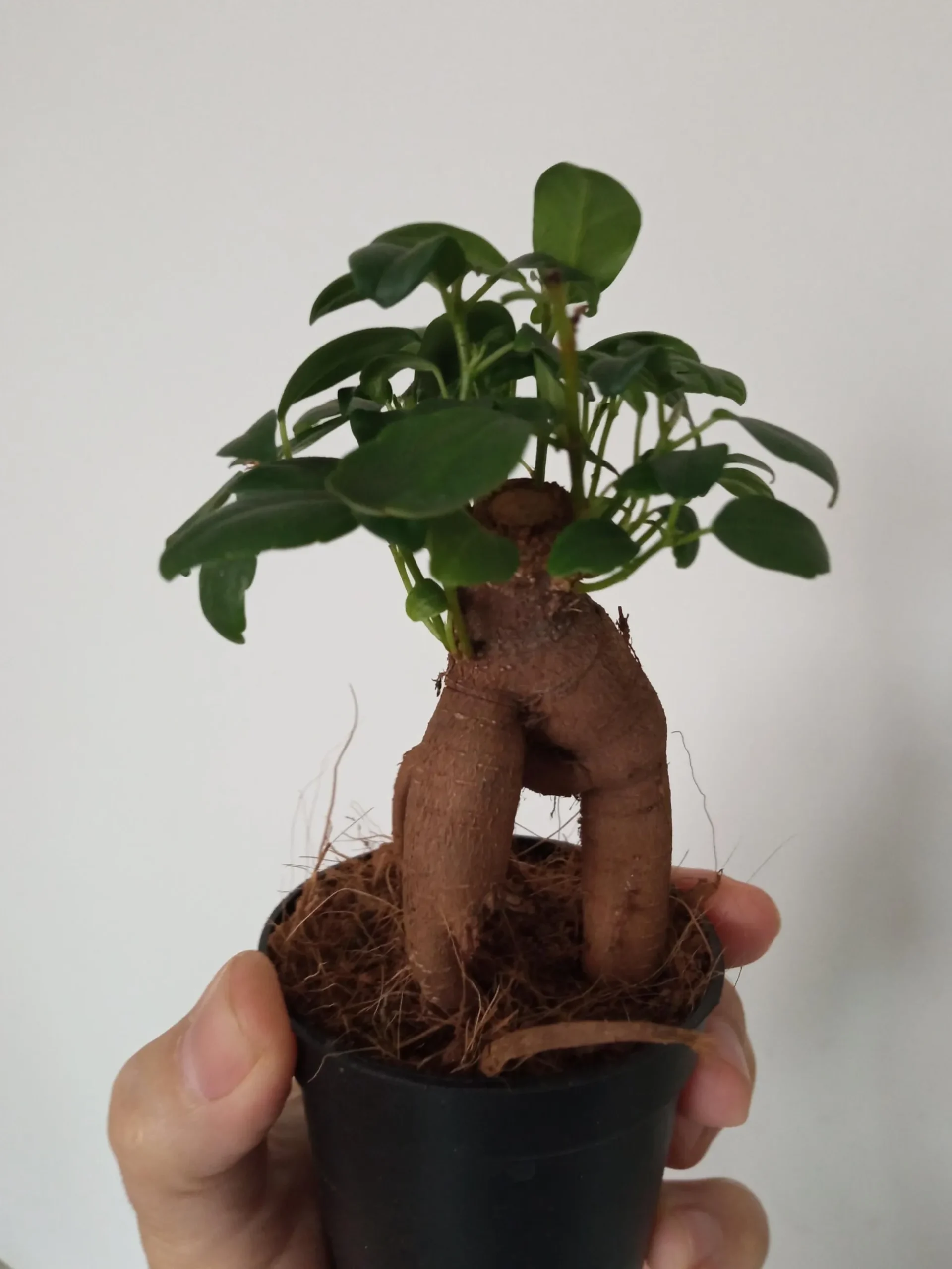 Ficus Ginseng Surtido Planta Bonsai Terrario Interior Ø6