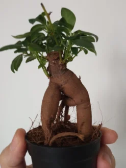 Ficus Ginseng Surtido Planta Bonsai Terrario Interior Ø6