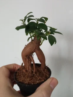 Ficus Ginseng Surtido Planta Bonsai Terrario Interior Ø6