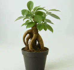 Ficus Ginseng Surtido Planta Bonsai Terrario Interior Ø6
