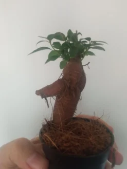 Ficus Ginseng Surtido Planta Bonsai Terrario Interior Ø6