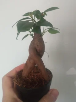 Ficus Ginseng Surtido Planta Bonsai Terrario Interior Ø6