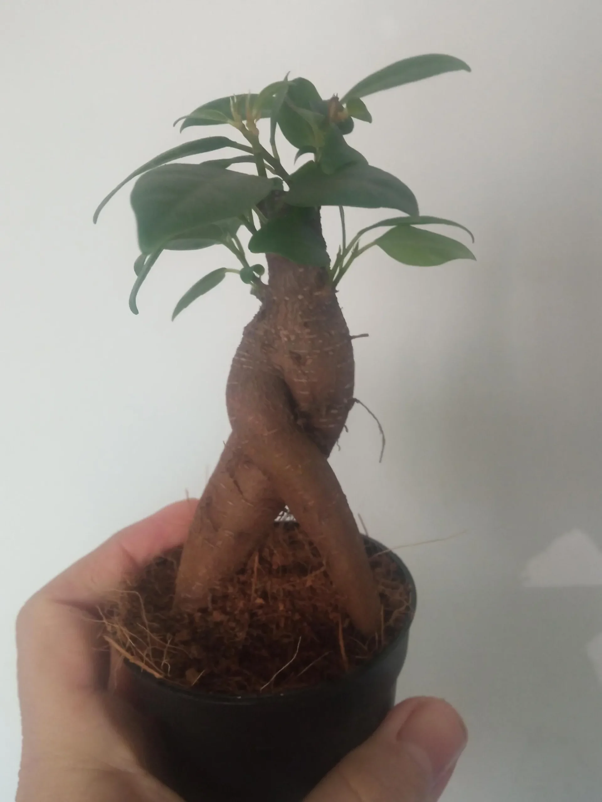 Ficus Ginseng Surtido Planta Bonsai Terrario Interior Ø6